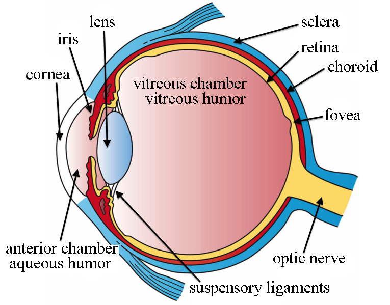 anterior eye anatomy diagram